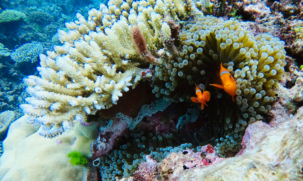 Anemonefish on the Great Barrier Reef