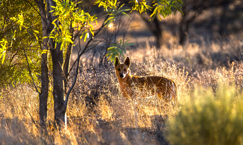 Curious wildlife