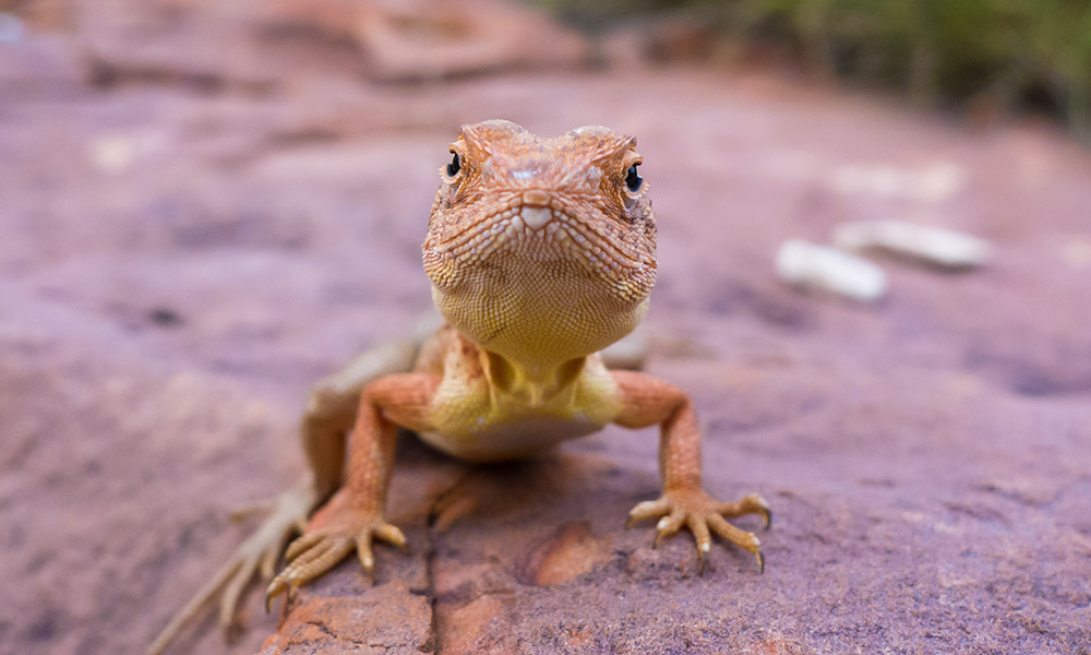 Curious wildlife