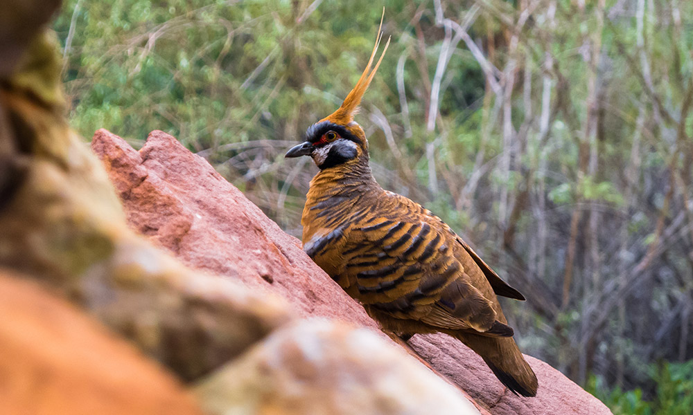 Spinifex pigeon