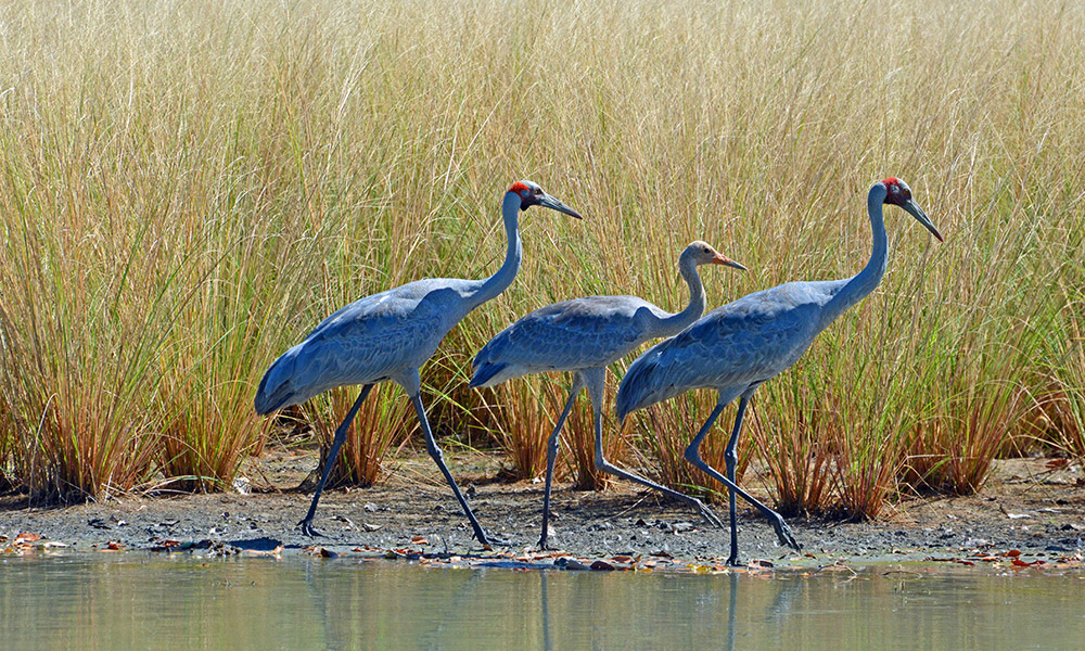 Brolgas at Karumba