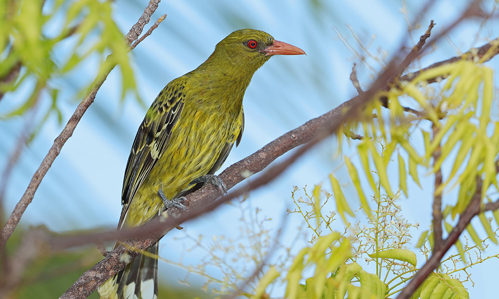 Keep an eye out for local birdlife