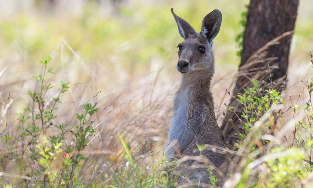An eastern grey kangaroo in the bush