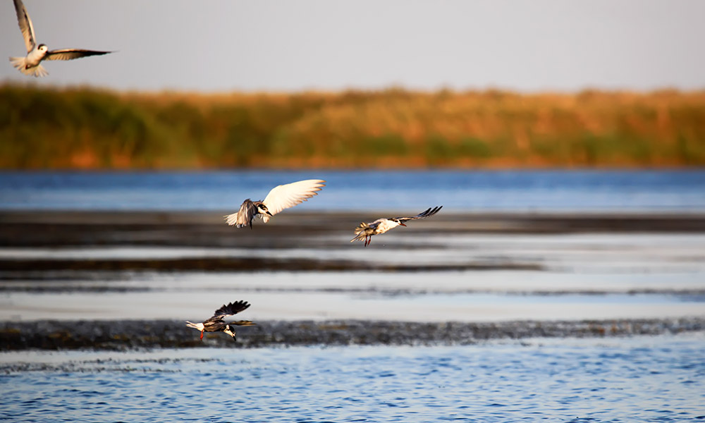 Birdlife on the Volga River