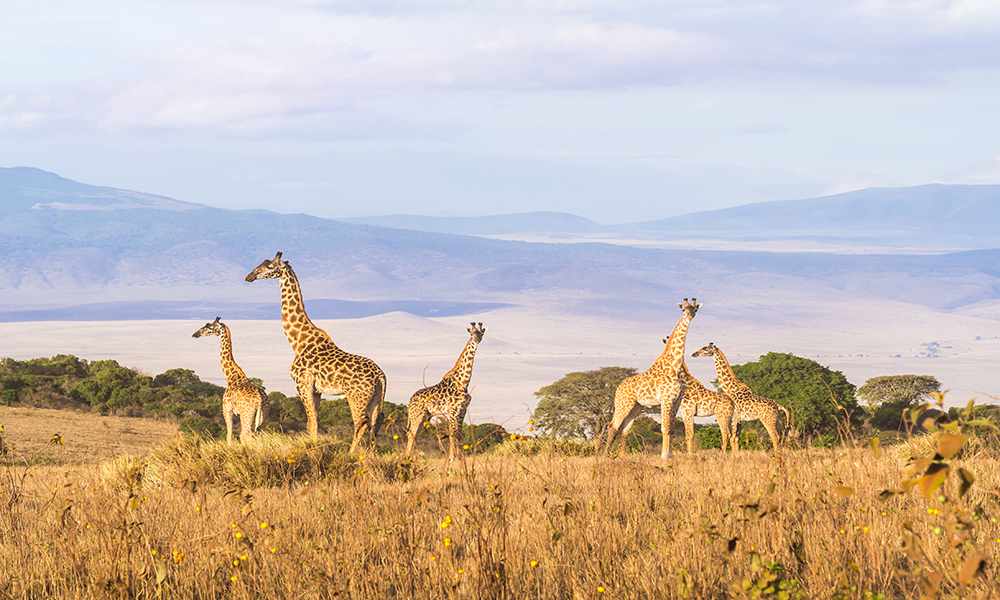 Giraffes in Tanzania