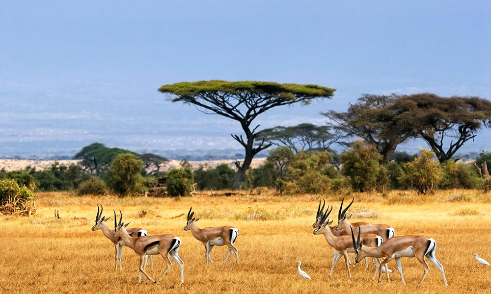 Impala