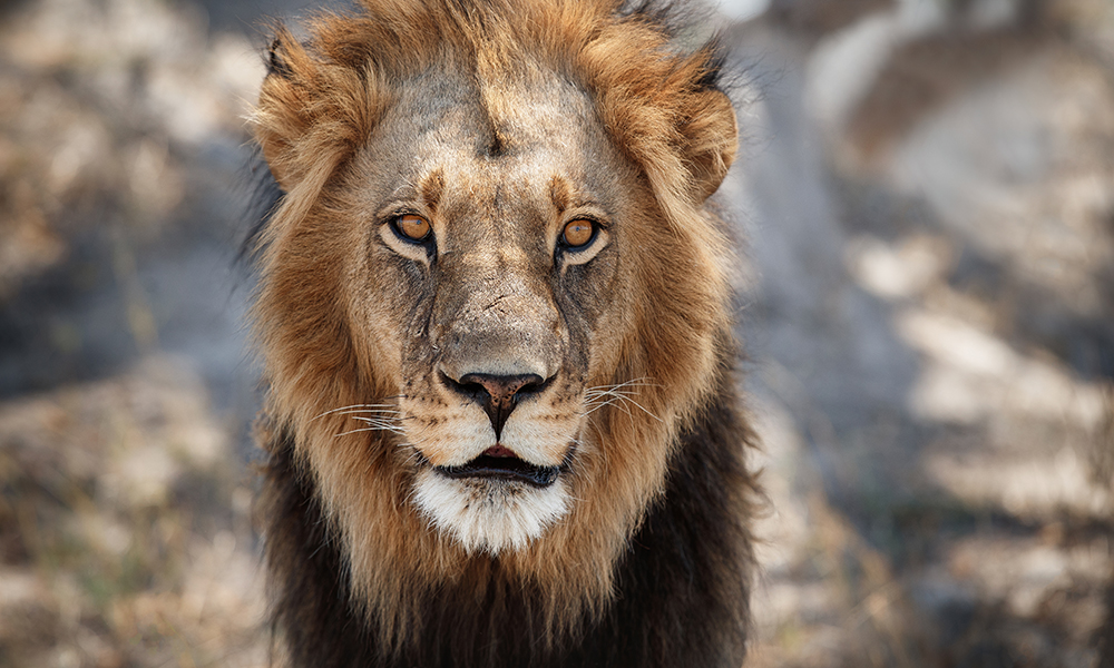 The King of the Jungle