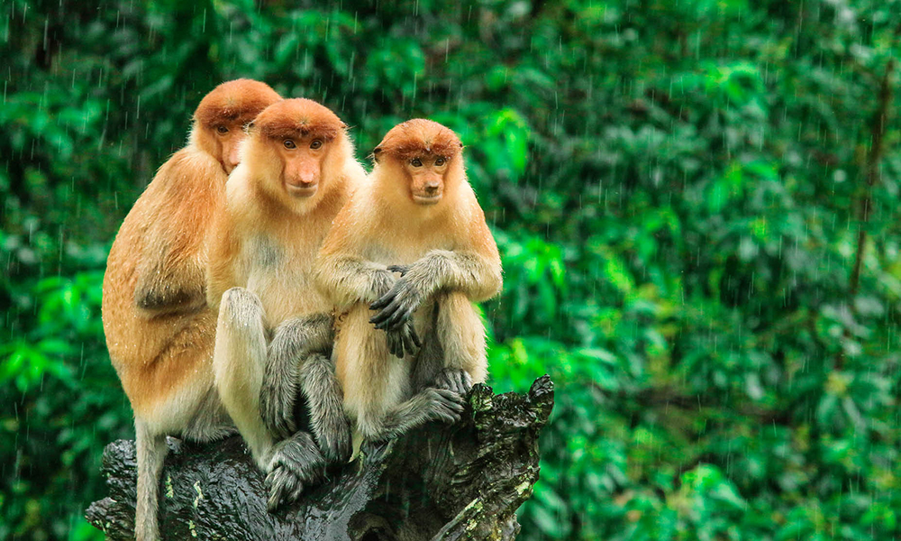 Proboscis monkeys