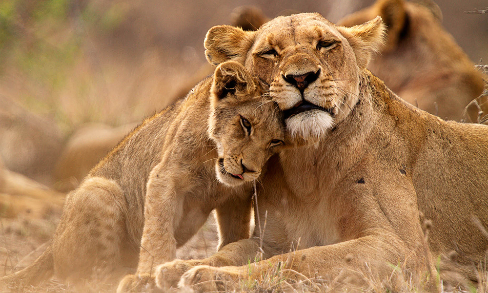African Safari & Cruise to Italy
