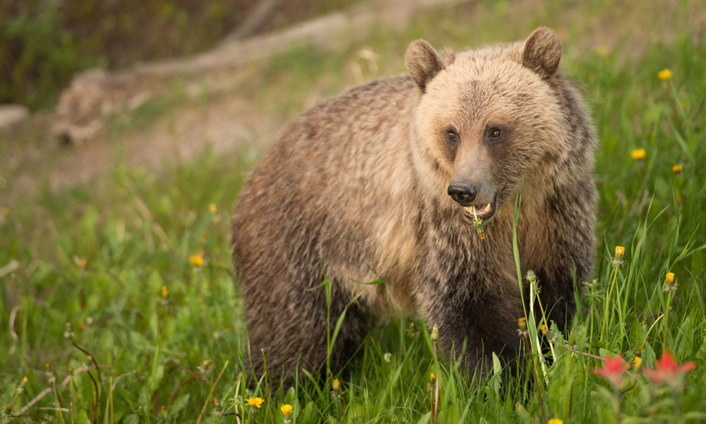 The brown bear (sometimes called a grizzly in North America) is a large animal, usually dark brown.