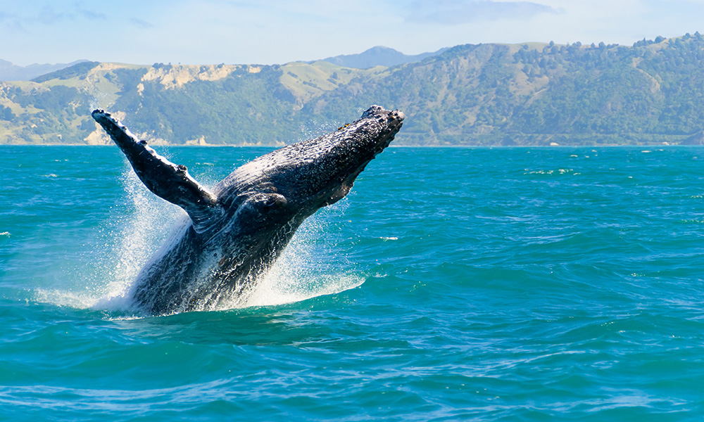 Bay of Islands, New Zealand