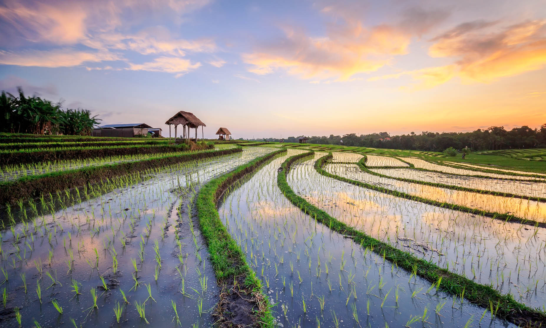 The Bali rice fields are famous for their terraced layouts.