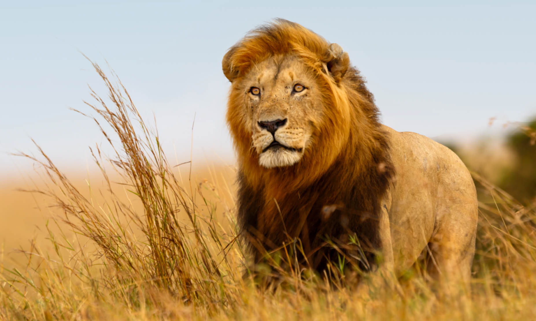 Discover the wild side of Africa in this 10-day safari staying at the 5-star Sebatana Lion Lodge.