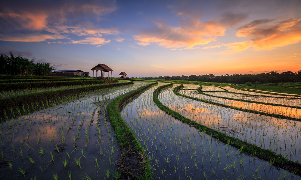 Canggu