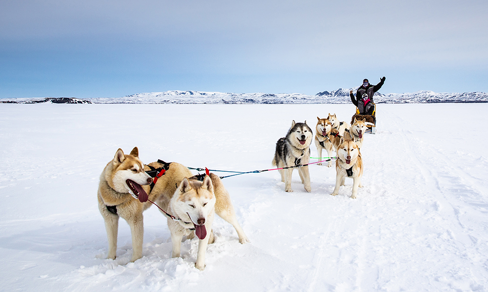 Icelandic Dog Sledding