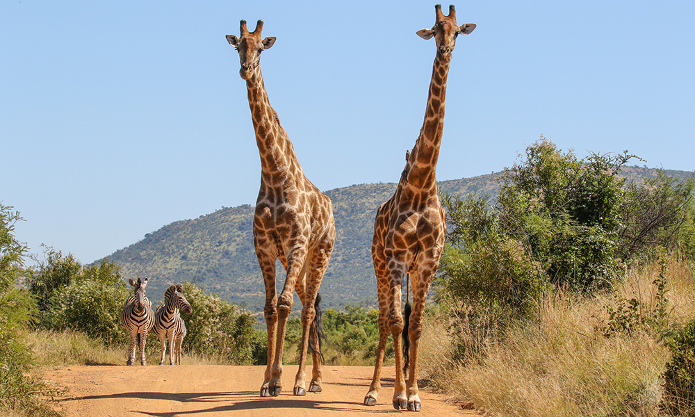 Giraffes can be found at Pilanesberg Game Reserve.