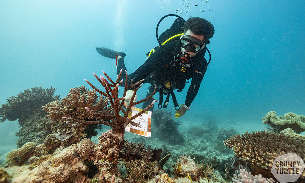 Dr Dean Miller doing Coral Watch monitoring. Credit: Grumpy Turtle