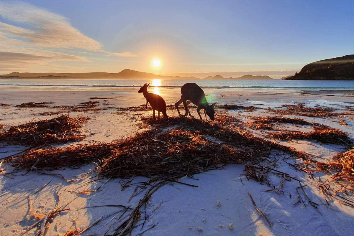 Kangaroos at Lucky Bay